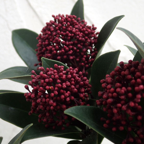 スキミア：レッドドワーフ4.5号ポット