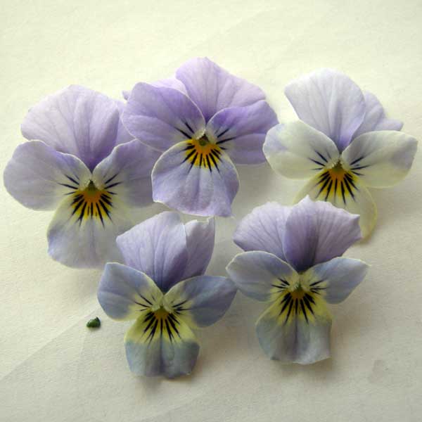 園芸ネット本店｜ビオラ：水色のワルツ3.5号ポット 6株セット の通販