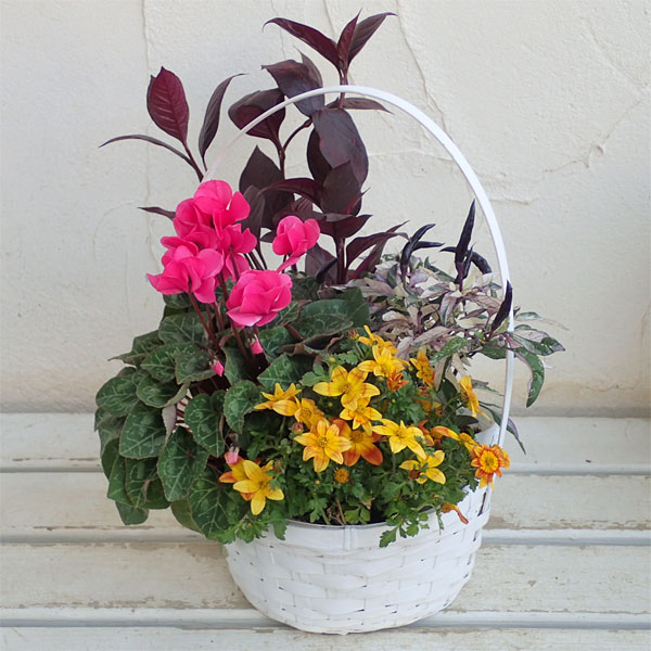 季節の寄せかごセットD：ホワイトバスケット入り