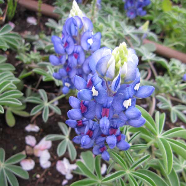 ルピナス：ブルーボンネット3号ポット