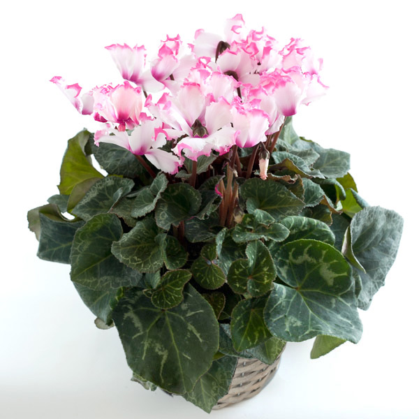 シクラメン：ビクトリア ピンク5号鉢植えカゴ入り