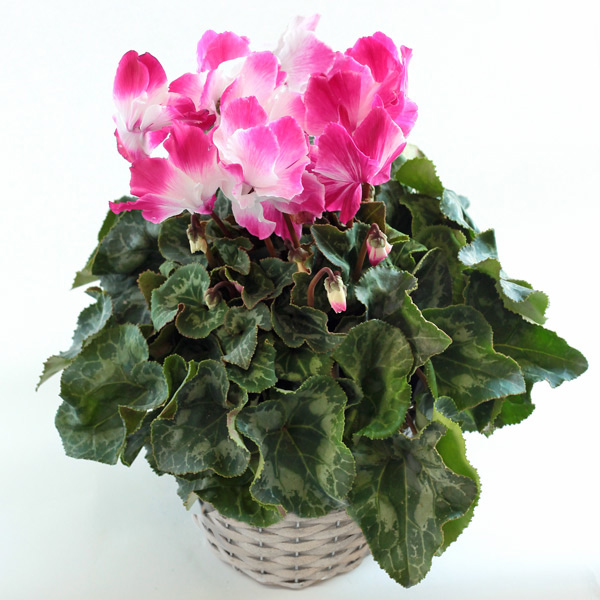 シクラメン：プルマージュウェーブワイン5号鉢植えカゴ入り