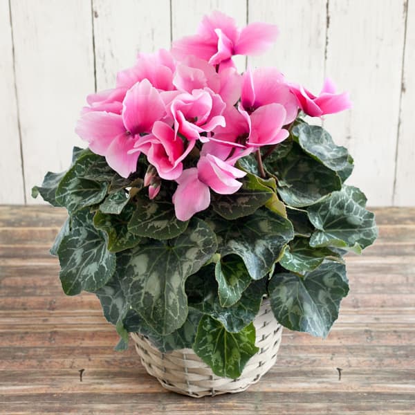 シクラメン：ミユキローズ5号鉢植えカゴ入り