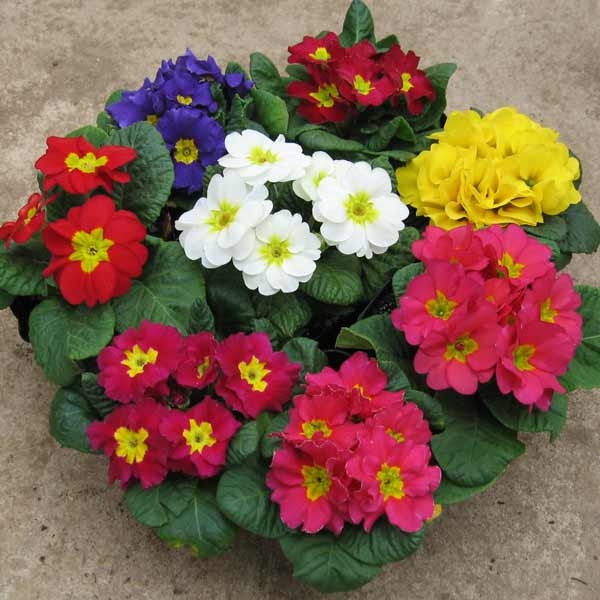 専用 プリムラジュリアン寄植え他6種 クレイフラワー 【楽天市場】寄せ