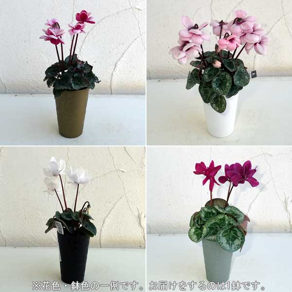 園芸ネット本店｜小さな鉢植えシクラメン：フェアリーピコMIX（花色