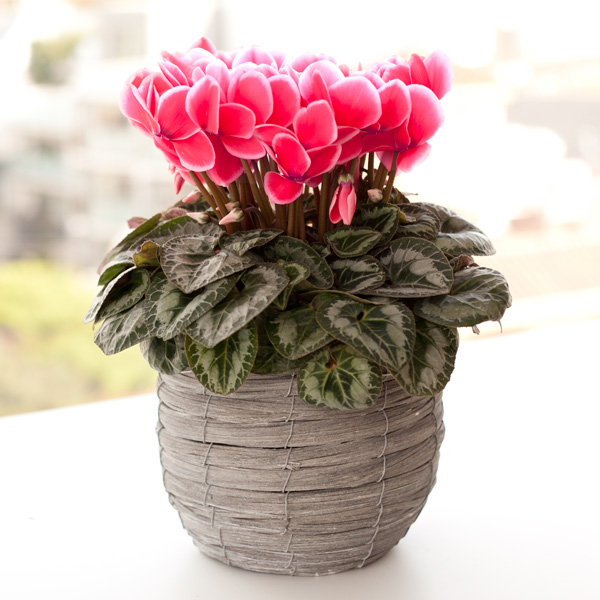 園芸ネット本店｜シクラメン：イッセイリップオレンジ5号鉢植えカゴ