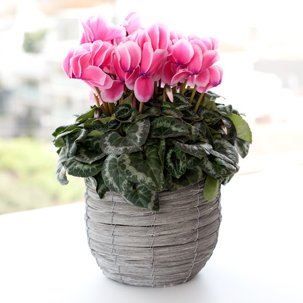 シクラメン 園芸ネット本店｜シクラメン：イッセイリップピンク5号鉢植えカゴ入り