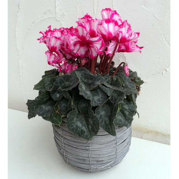 園芸ネット本店｜シクラメン：ハーレービクトリア5号鉢カバー入り の