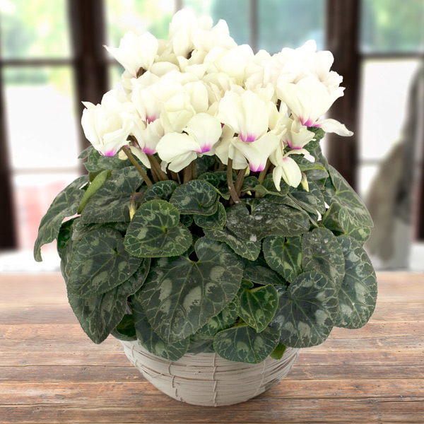 園芸ネット本店｜シクラメン：ネオゴールデンガール6号鉢植えカゴ入り