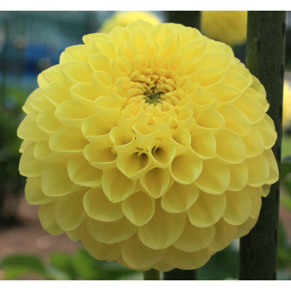 [26年3月中下旬予約]ダリアの球根：（大型ボール咲き）レモンカード1球