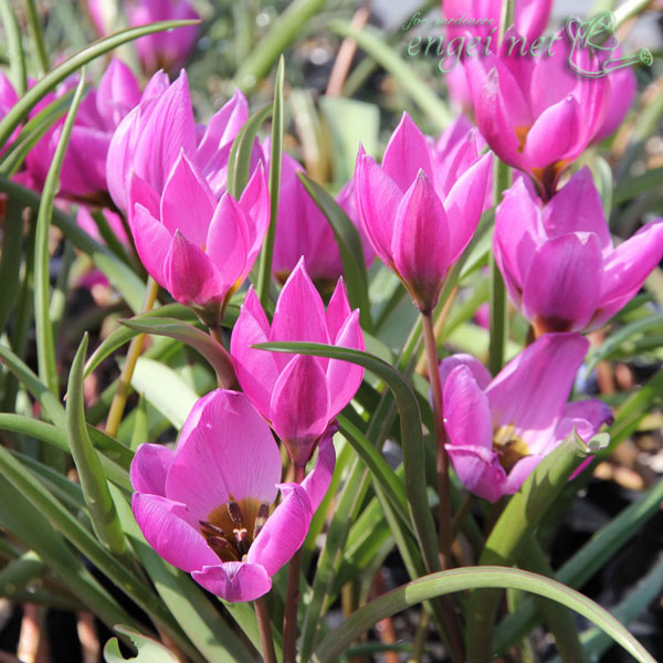 [26年2月中下旬予約]原種系チューリップ：ヘレネ2球植え3号ポット