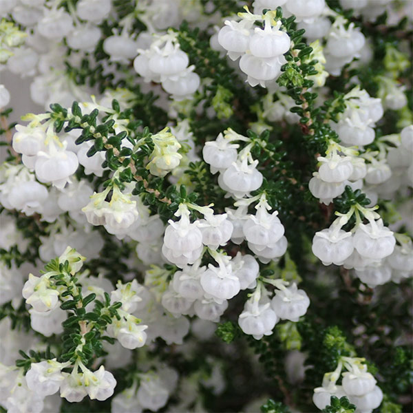 スズランエリカ・ツリー仕立て4号鉢植え