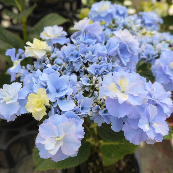 ㊿PVPアジサイ「おはよう」10.5cmポット KAMOセレ ラベル付き正規品 ㊿PVPアジサイ「おはよう」10.5cmポット KAMOセレ ラベル付き正規品