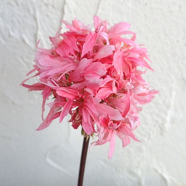 ゼラニウム苗ダブルサーモン ゼラニウム苗ダブルサーモン