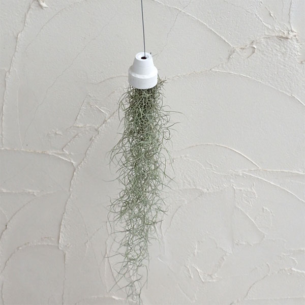 スパニッシュモス+テラコッタ（ホワイト）