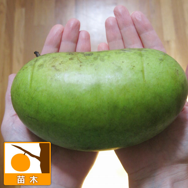 ポポー：ポトマック（接木苗）5号ポット＊＊