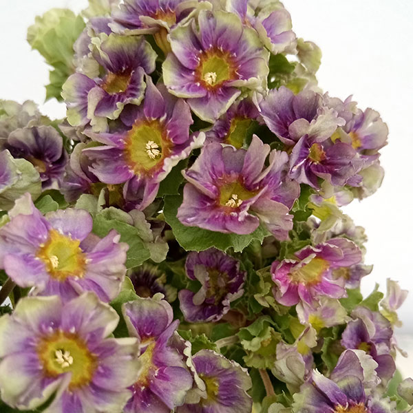 プリムラ：オブコニカ プリカント　ブルー（パープル）4号ポット