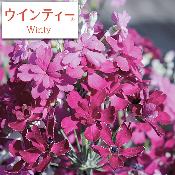 園芸ネット本店｜サクラソウ：ウインティーダブルローズ3.5号ポット 2