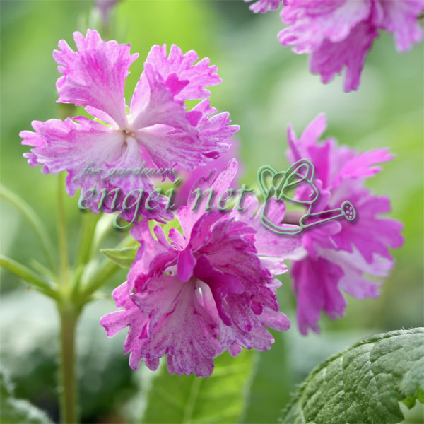 日本サクラソウ（桜草）：桃かがり3号ポット