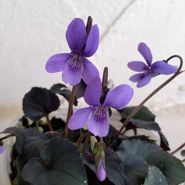 スミレ：ラブラドリカ・ブルー3号ポット