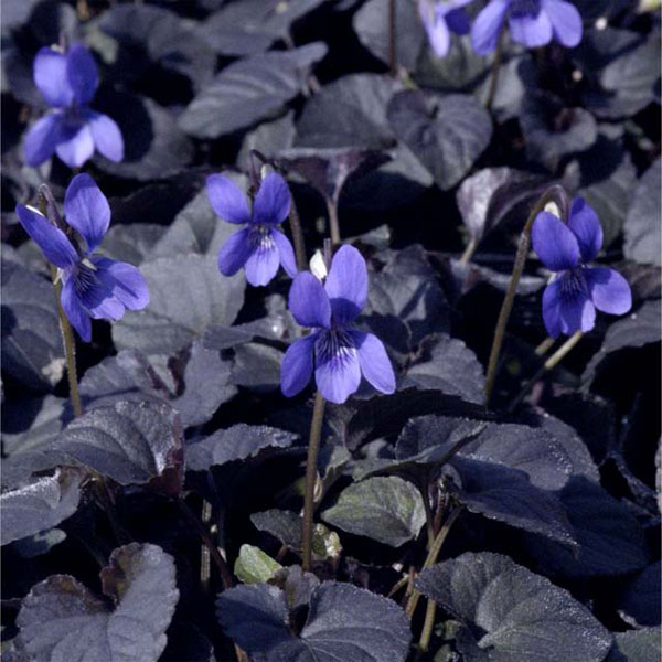 スミレ：ラブラドリカ3号ポット 4株セット