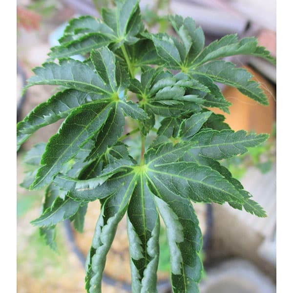 モミジ：獅子頭（シシガシラ）4号ポット