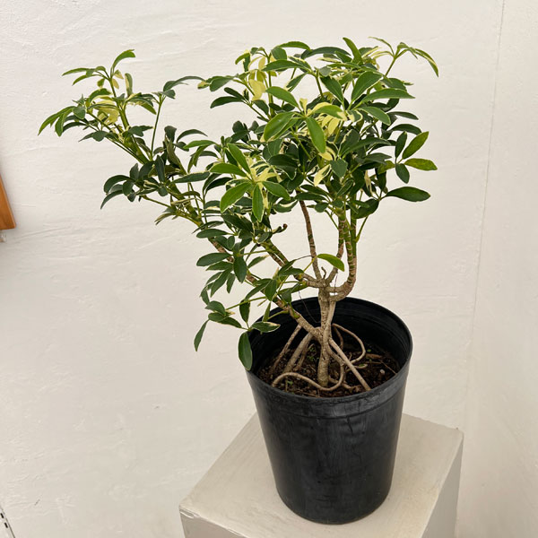 シェフレラ：ムーンドロップ6号鉢植え