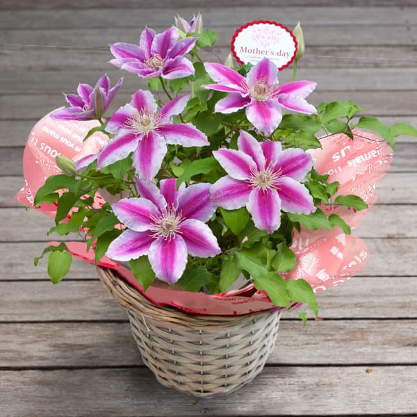 [送料無料][2016年母の日ギフト][予約]クレマチス：ドクターラッペル5号鉢カゴ入り