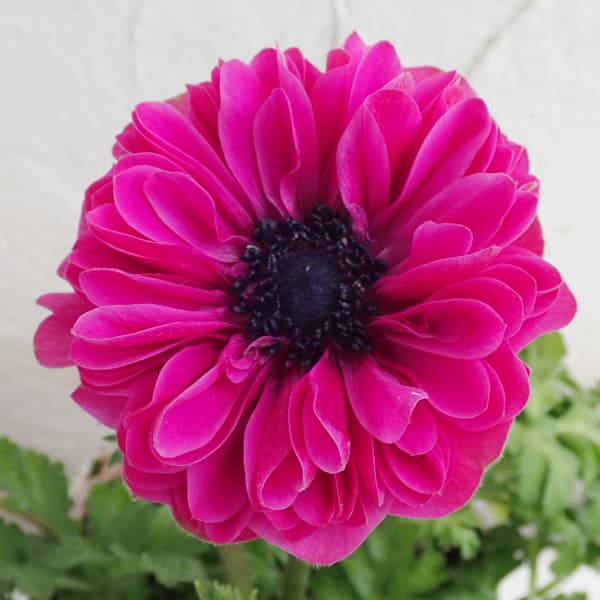 アネモネ：ポルトダブルオーキッド3-3.5号ポット 2株セット