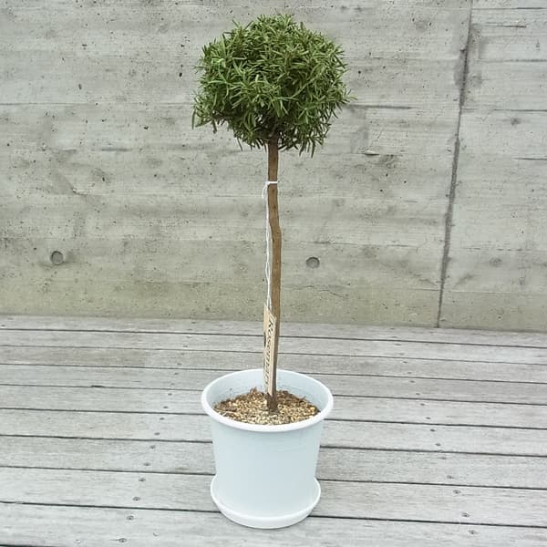 ローズマリー:スタンダード仕立て(立性)6号鉢植え(受け皿付き)