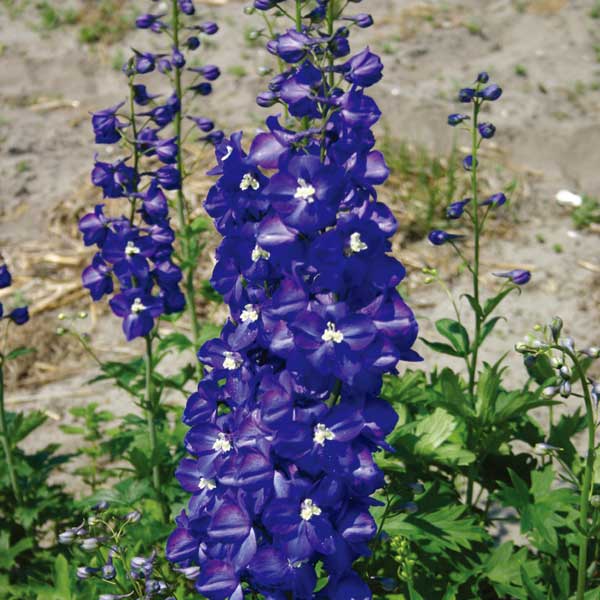 デルフィニウム：キングアーサー3号ポット 2株セット