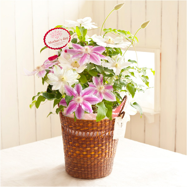 [送料無料][2016年母の日ギフト][予約]クレマチス：2色咲き（ドクターラッペル＆北浜）6号鉢ブラウンカゴ入り