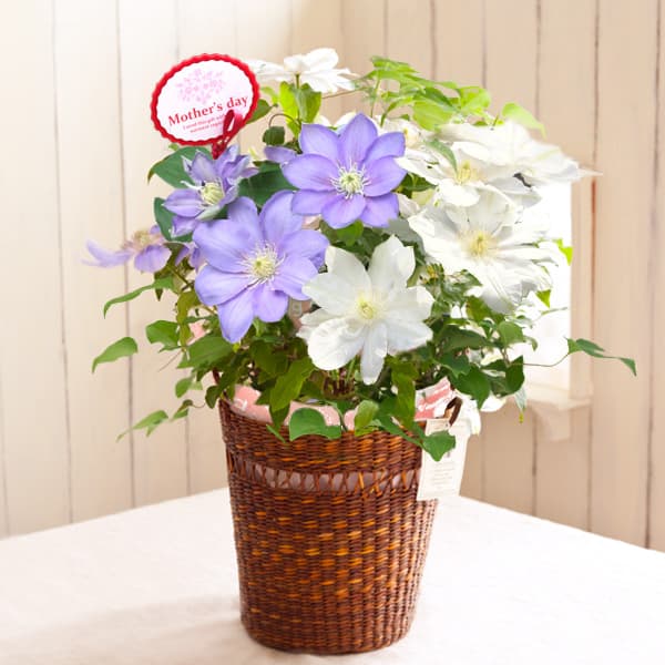 [送料無料][2016年母の日ギフト][予約]クレマチス：2色咲き（パストラーレ＆北浜）6号鉢ブラウンカゴ入り