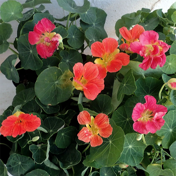 南蛮焼締　蓮葉形　蓮花蛙象嵌　掛け花生　合せ箱付　V　R7084 花手箱_3号／白【住岡郷土玩具製作所】 | 伝統工芸館WEBショップ