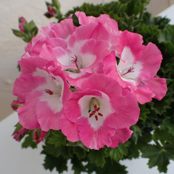 園芸ネット本店｜ぺラルゴニウム：フェアリーチュチュ ローズ（ピンク