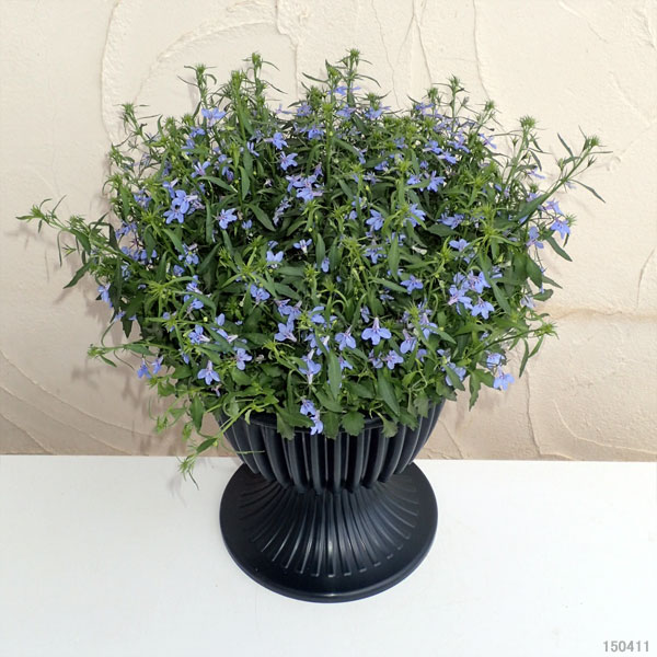 ロベリア：ホットウォーターブルー8号スタンド鉢植え