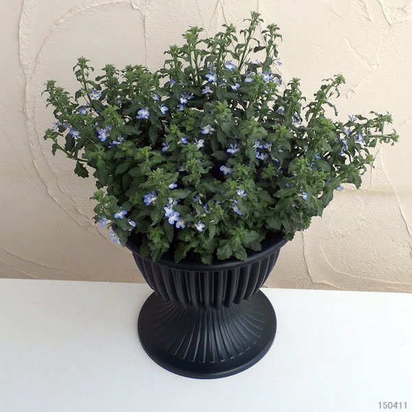 ロベリア：ホットアーティック8号スタンド鉢植え
