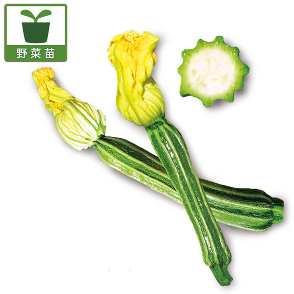 ずっき〜に ズッキーニ：F1ストライプズッキーニ3号ポット 6株セット の