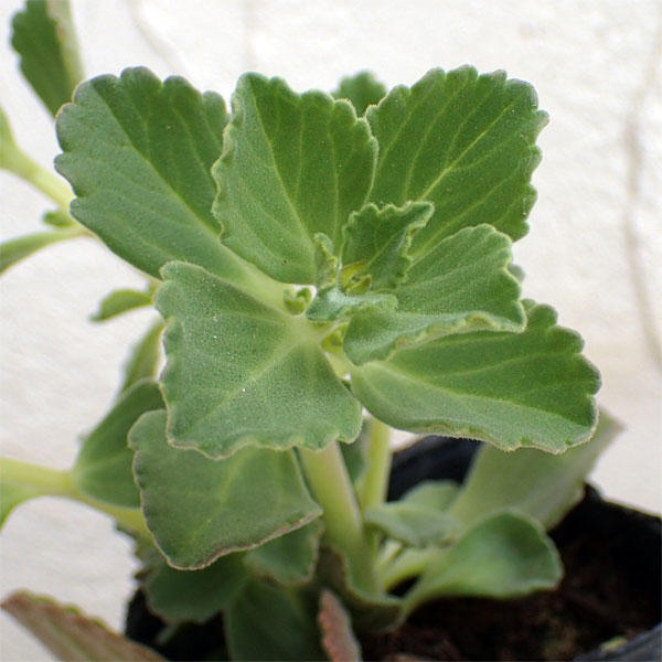 ボルトジンユ3号ポット 2株セット