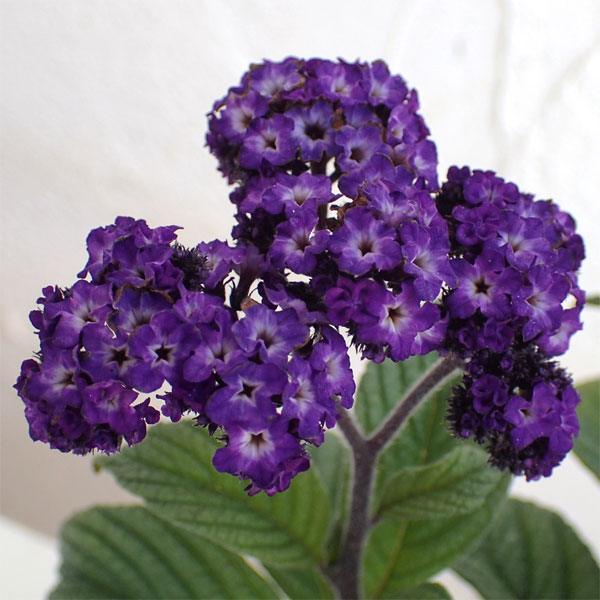 ヘリオトロープ3号ポット