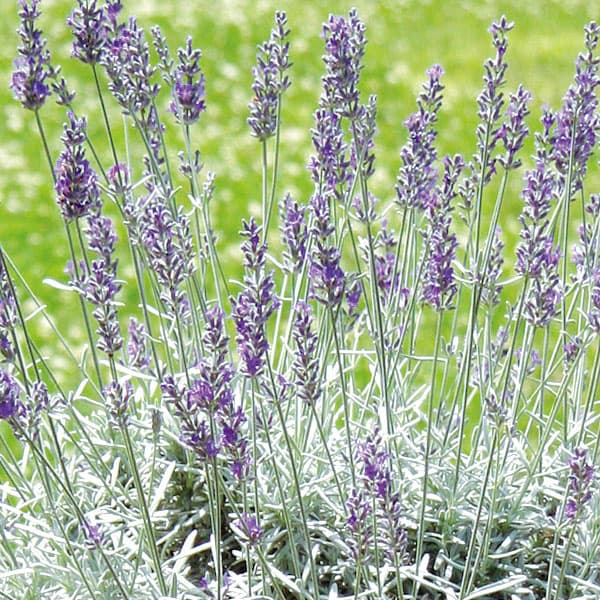 ラベンダー：シルバーサンド3号ポット 6株セット