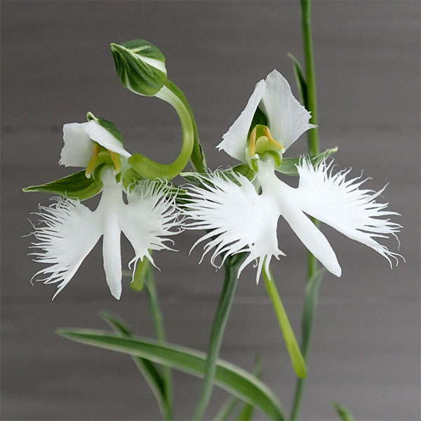 サギソウ(鷺草):新銀河 3.5号鉢植え