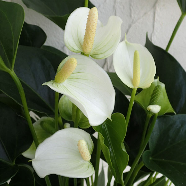 アンスリウム：ホワイトチャンピオン5号鉢植え