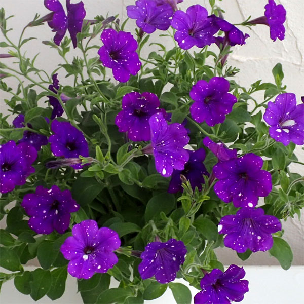ペチュニア：ナイトスカイ6号鉢植え