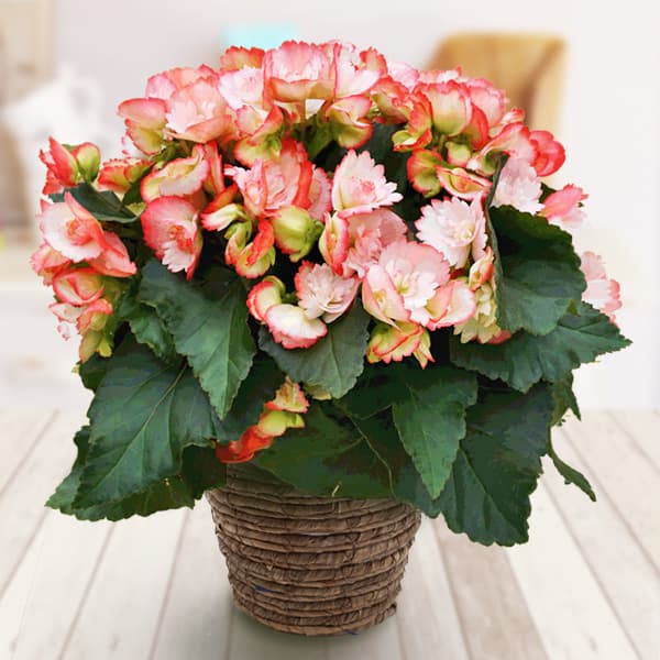 園芸ネット本店｜リーガースベゴニア：ピンクフラーニャ5号底面給水