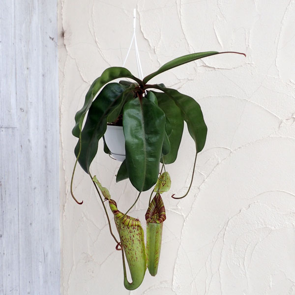 ネペンテス：ダイエリアーナ　7号吊り鉢入り