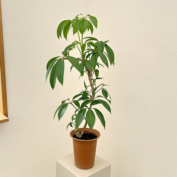 ツピダンサス（曲り仕立て）6号鉢植え