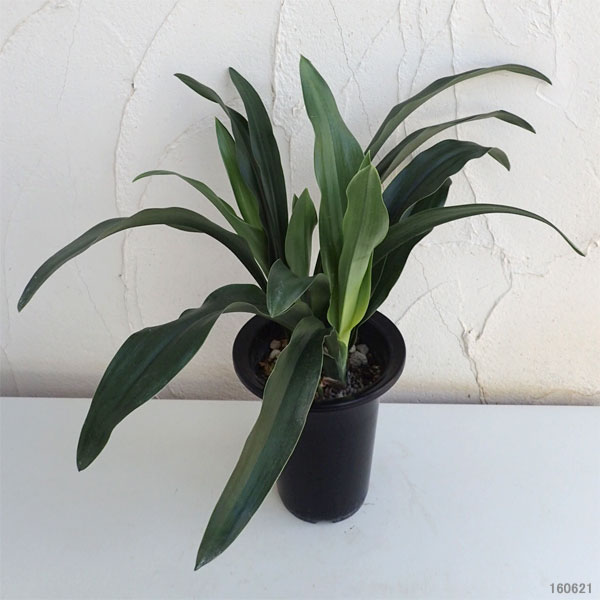 オモト（万年青）：宗石（そうせき）5.5号鉢植え