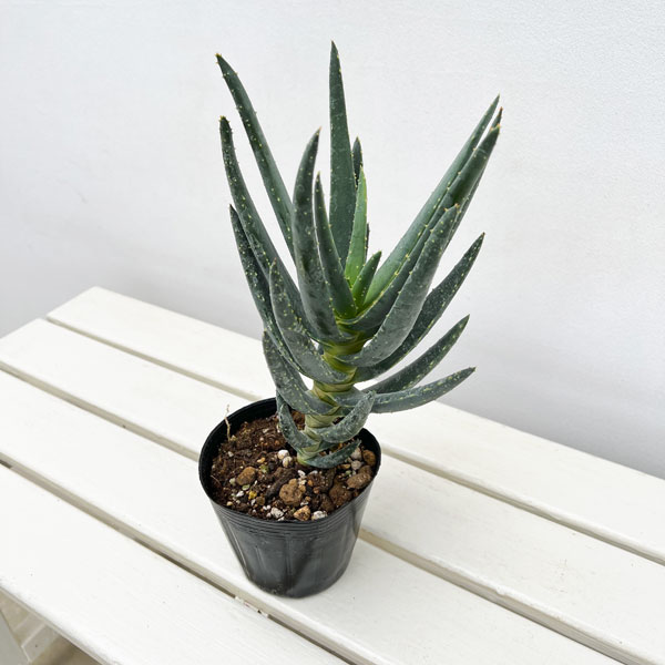 アロエ:ディコトマ4号ポット*