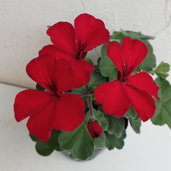 アイビーゼラニウム：カリエンテ　ファイヤー3-3.5号ポット